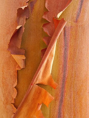 USA, Washington State, San Juan Islands. Peeling madrone bark close-up. Places Print